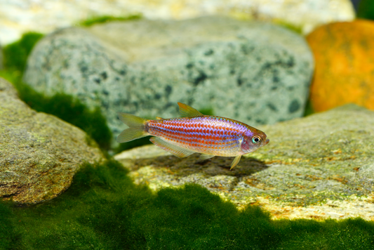 Rotlinien-Königssalmler