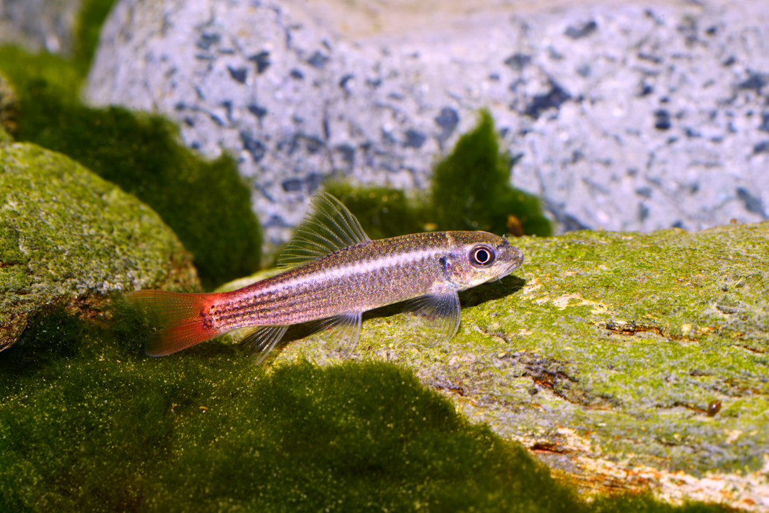 Feuerschwanz-Saugbarbe