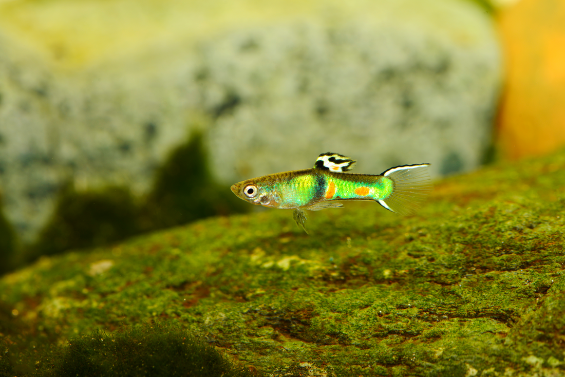 Smaragdgrüner Endler