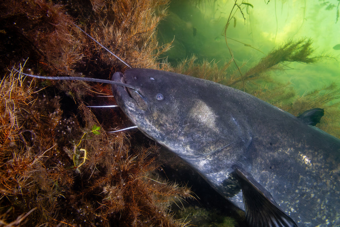 Fisch des Jahres 2026