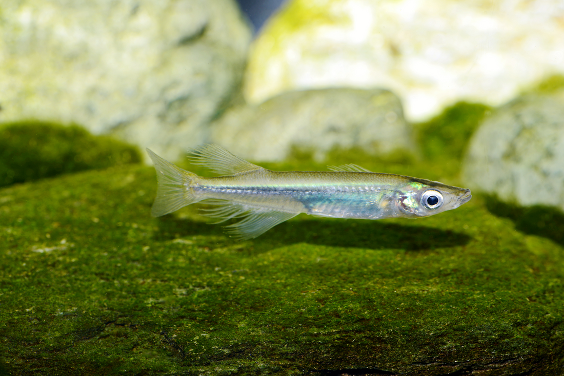 Fransenflossen-Reisfisch