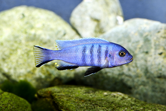 Zwerg-Zebramaulbrüter