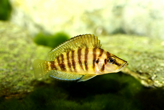 Goldener Nanderbuntbarsch