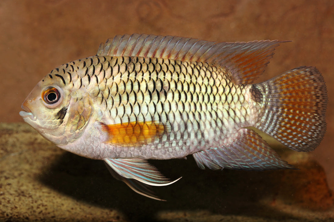 Die Aquarienfarbe macht den Unterschied