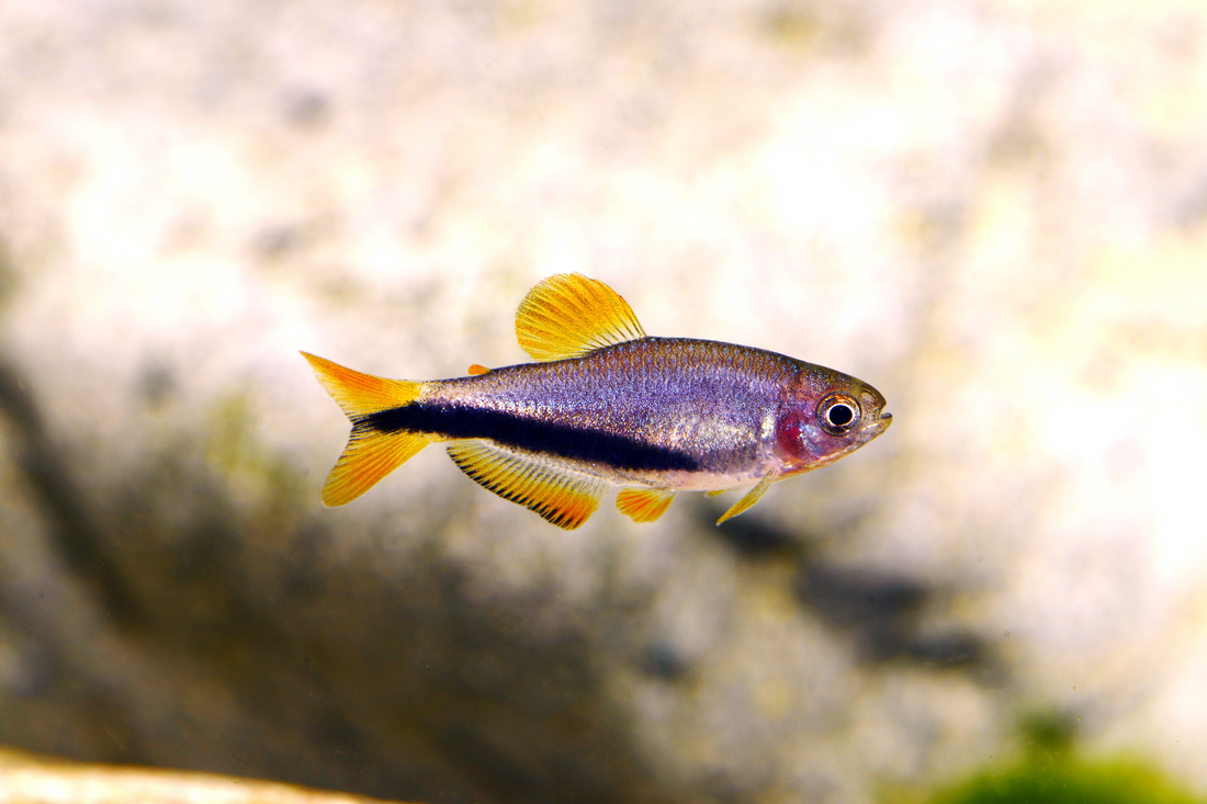 Black-Arrow-Königssalmler
