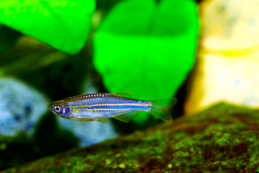 Blauer Rotstreifenbärbling