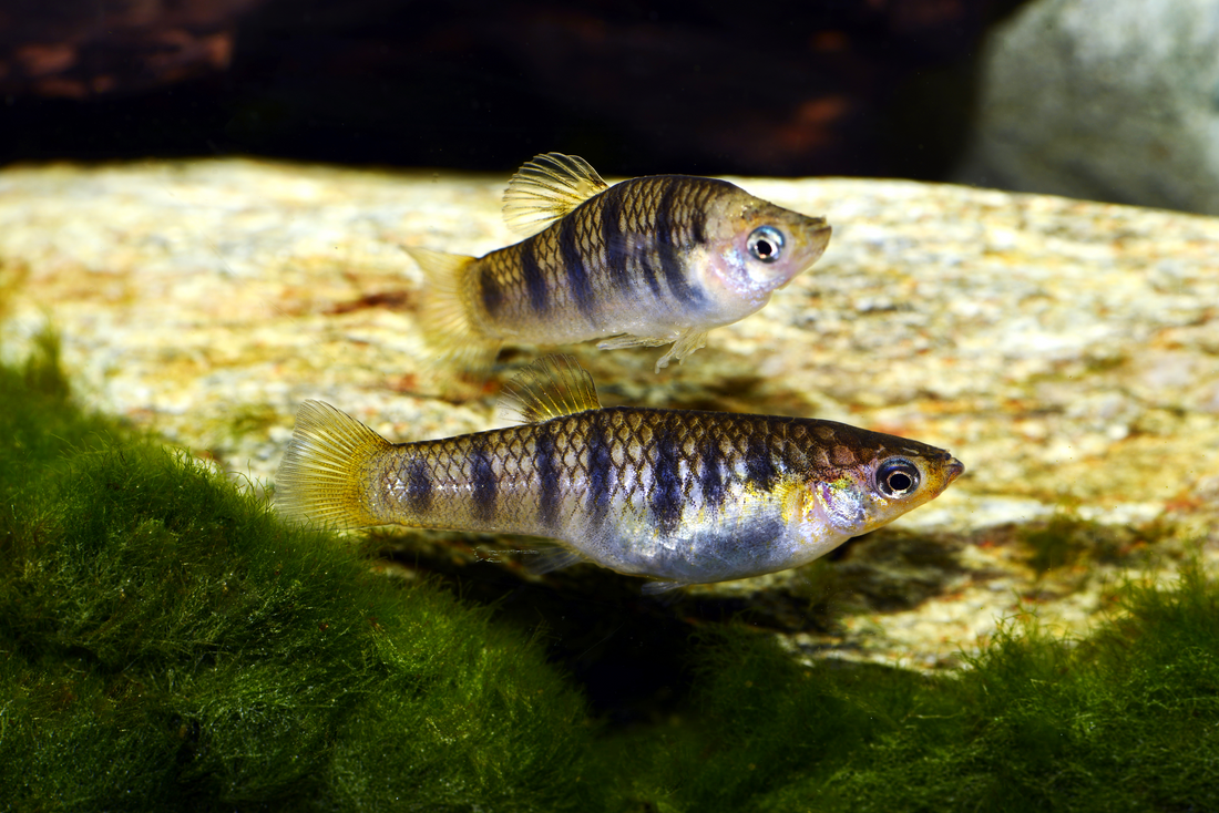 Tigerkärpfling