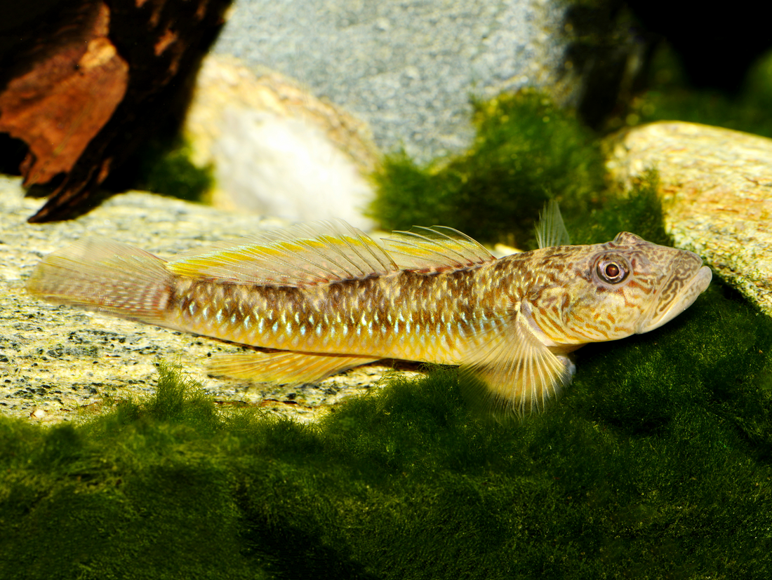Goldtüpfelgrundel