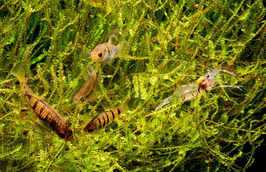 Citizen Conservation für den Tigerkärpfling