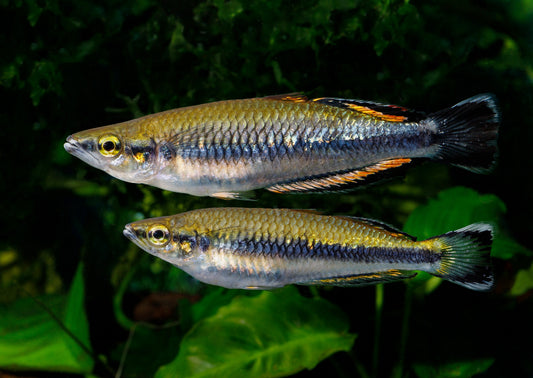 Richtigstellung bezüglich aquaristik 04/2026