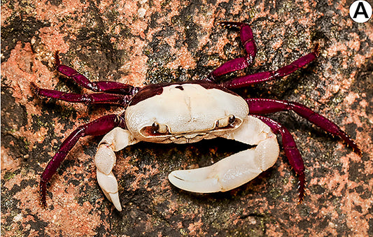 Zweifarben-Süßwasserkrabbe aus Indien beschrieben