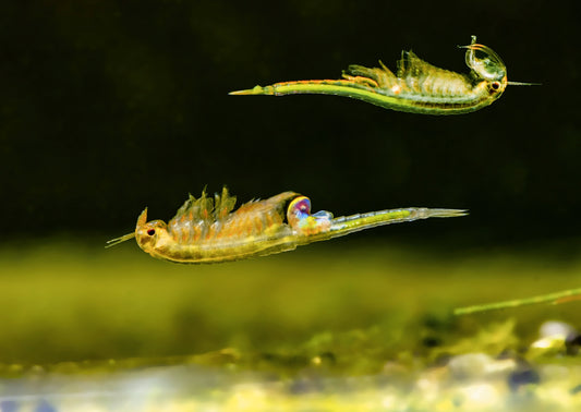 Urzeitkrebse – Überlebenskünstler auf Zeit