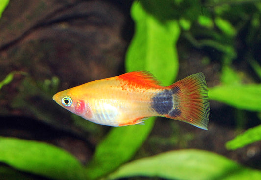 Micky-Maus-Platy