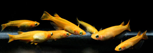 Millionenfisch mit gigantischer Farbvielfalt