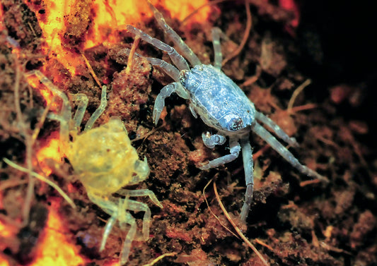 Was bei der Häutung im Körper passiert