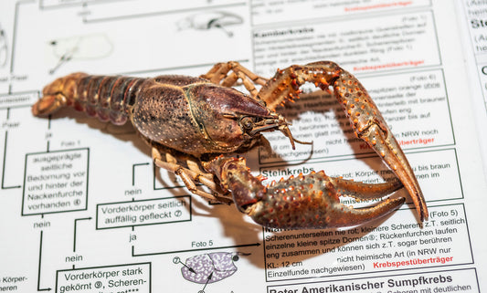 Edelkrebsprojekt sucht weitere Helfer