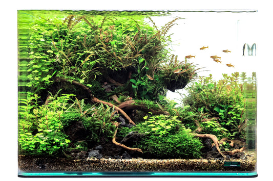 Welcher Bodengrund im Garnelenaquarium?