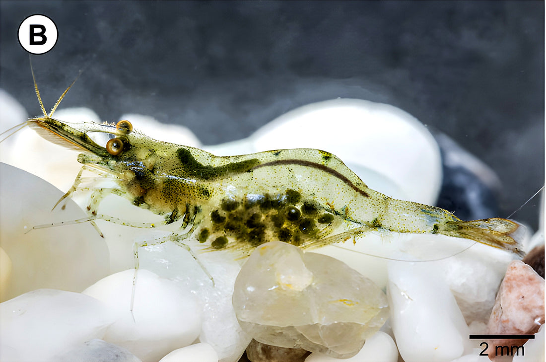 Caridina aus Thailand Dähne Aquaristik