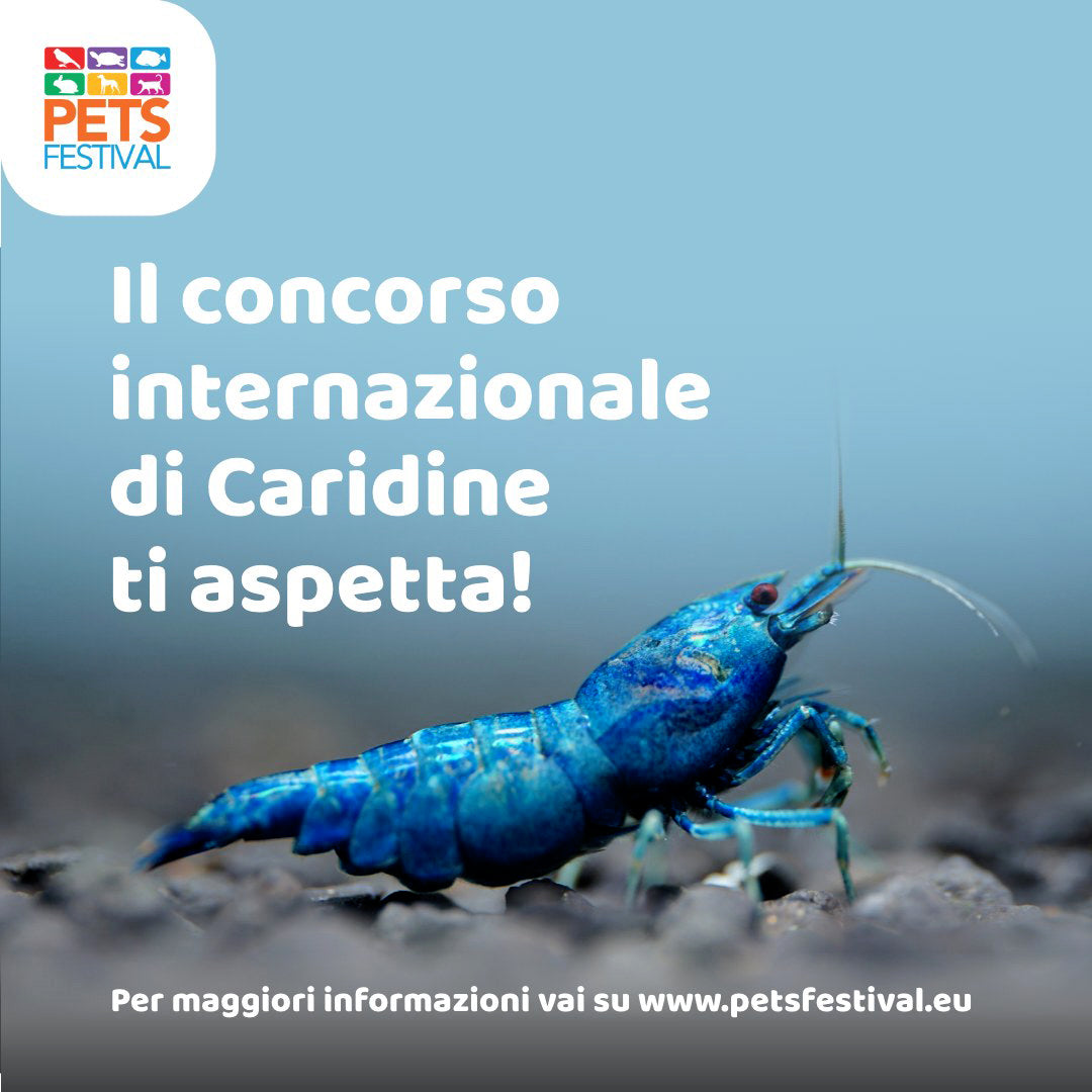 Garnelenchampionat in Italien