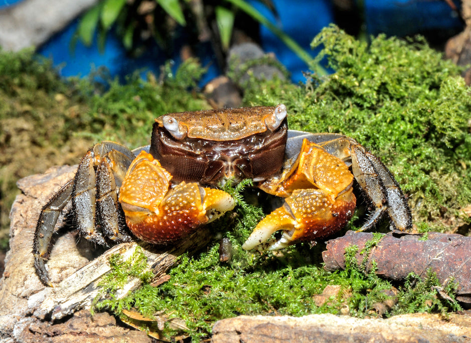 Pseudosesarma crassimanum