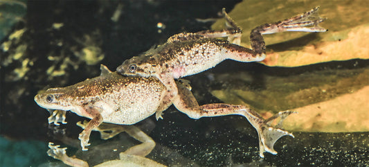 Neuer alter Name für Zwergkrallenfrosch