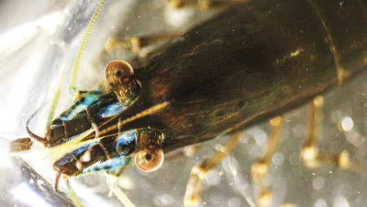 Mikroskopie und Wirbellose