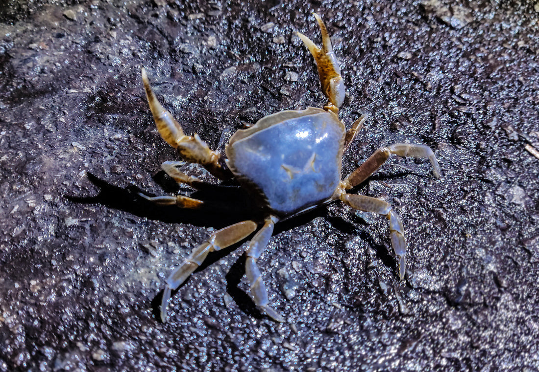 Blauer Krabbenfund
