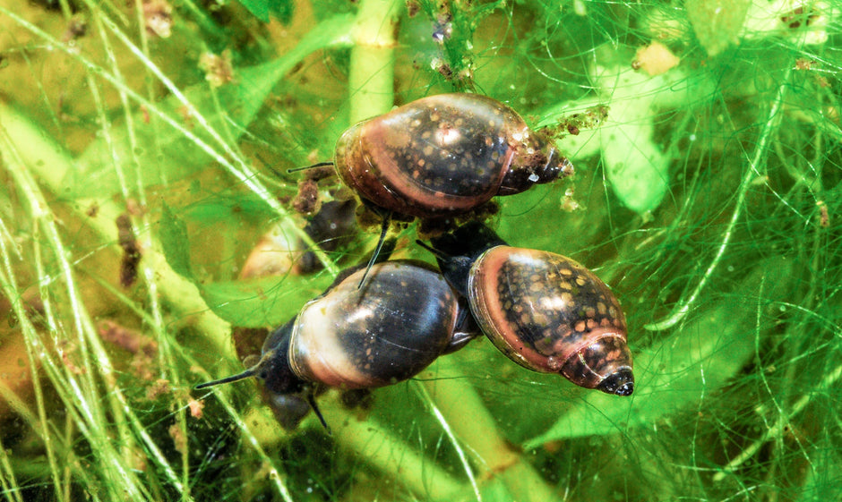 Wasserschnecken im Aquarium
