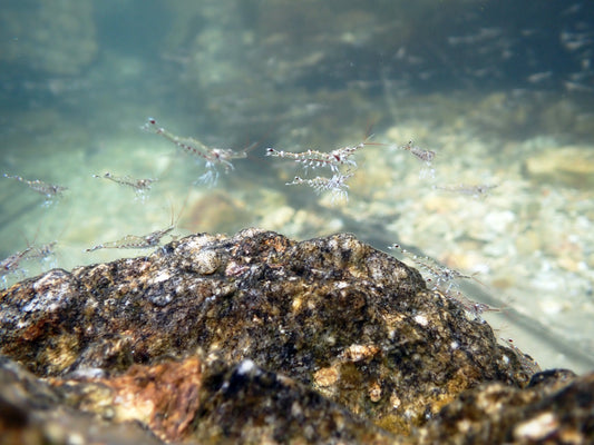 Sulawesi Keepers am Pososee
