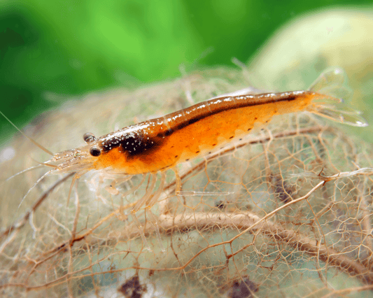 Die nächste neue Farbform der Amanogarnele