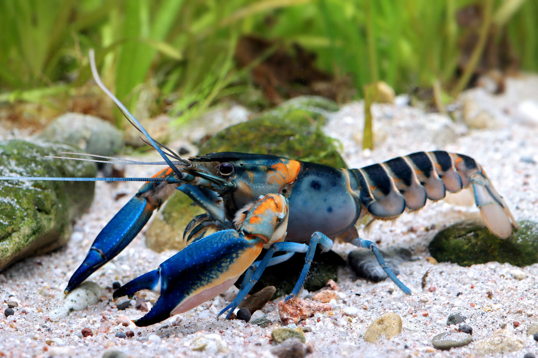 Sieben neue Flusskrebsarten aus Papua