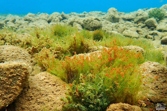 Matanosee unter Wasser 2025