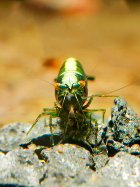 Ein Überblick über etablierte OE-Linien in der Aquaristik