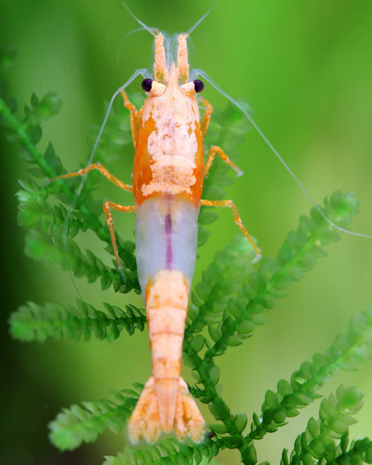 Zwei neue Neocaridina-Varianten