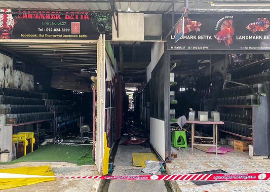 Verheerendes Feuer auf dem Catuchak Pet Market: Tausende Tiere verloren