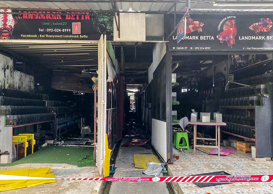 Verheerendes Feuer auf dem Catuchak Pet Market: Tausende Tiere verloren