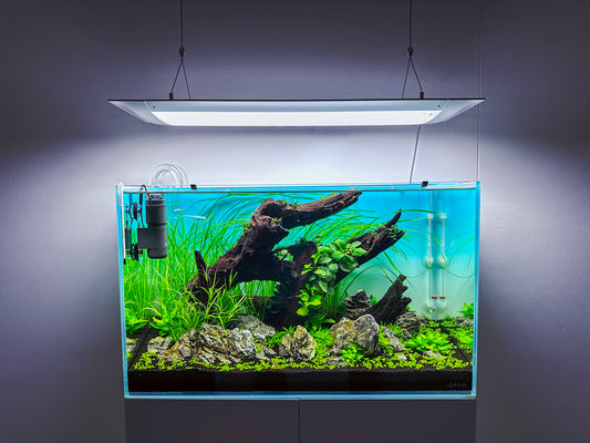 Leser-Aquarium April 2023