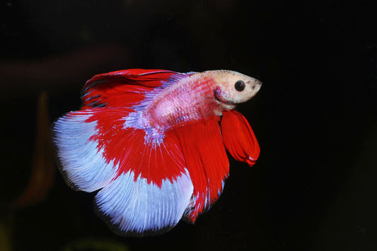 Thailand fördert den Handel mit Zierfischen