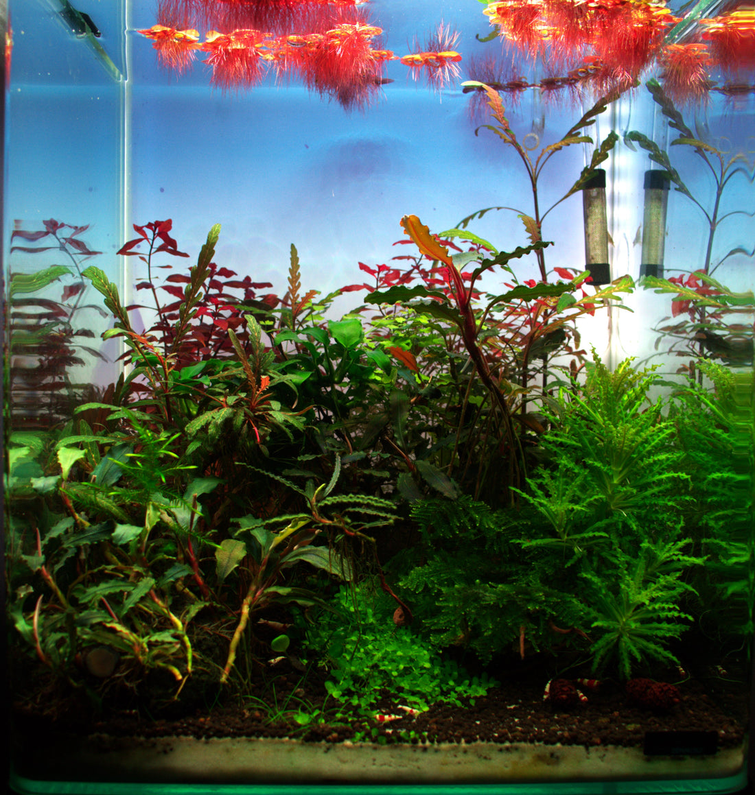 Leser-Aquarium Mai 2026
