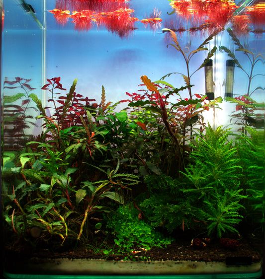 Leser-Aquarium Mai 2026