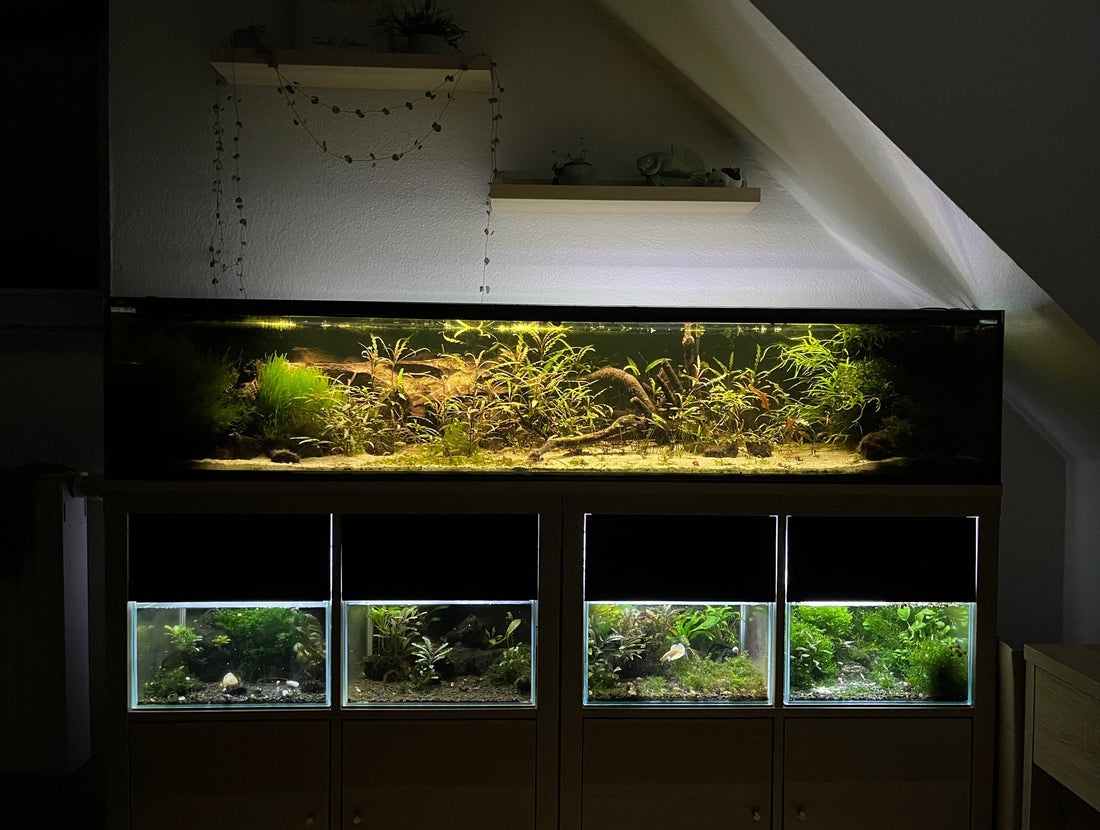 Leser-Aquarium September 2025