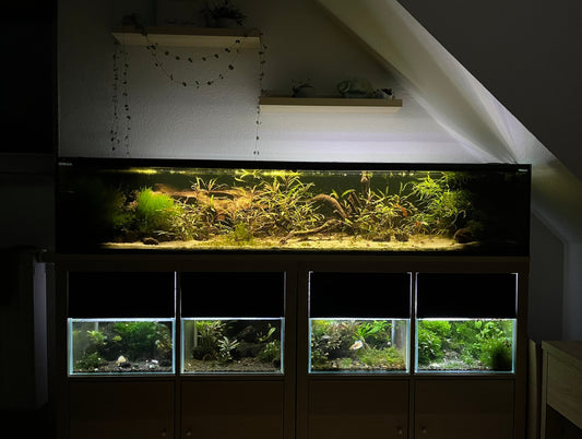 Leser-Aquarium September 2025