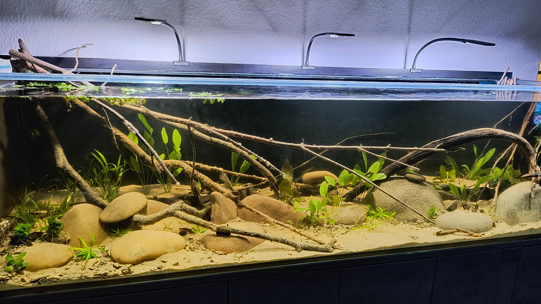 Leser-Aquarium Januar 2026