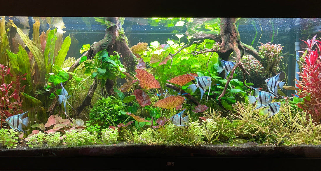 Leser-Aquarium Juli 2025
