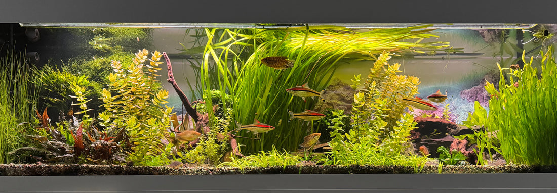 Leser-Aquarium August 2026
