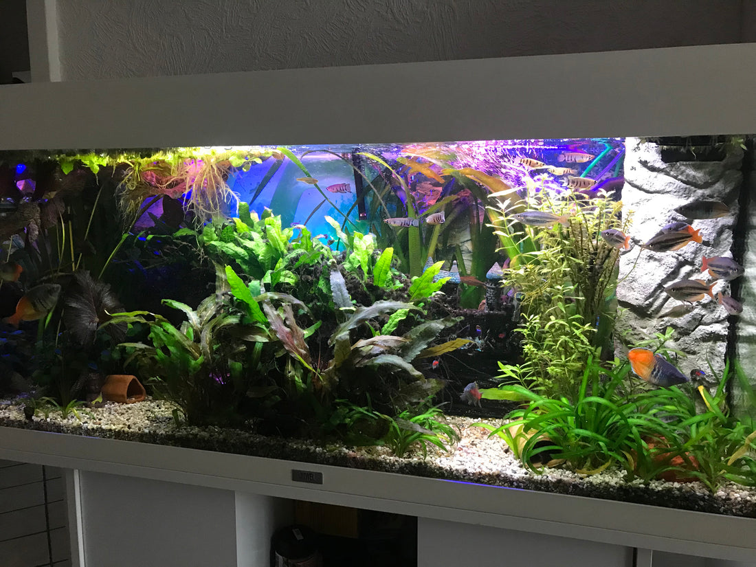 Leser-Aquarium Juli 2023