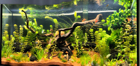 Leser-Aquarium Juli 2022