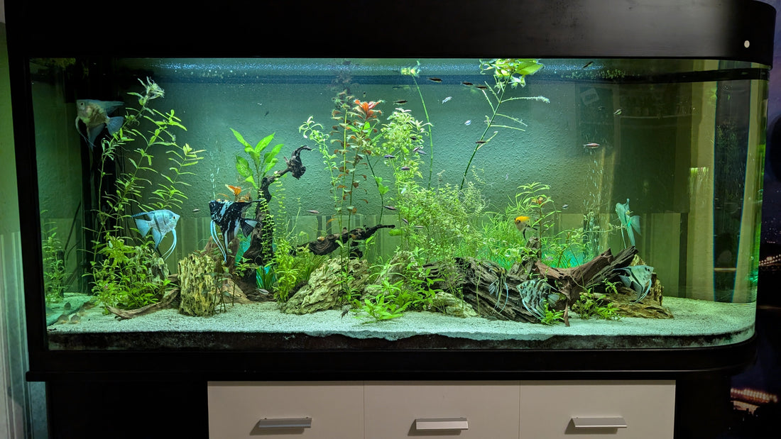 Leser-Aquarium November 2025