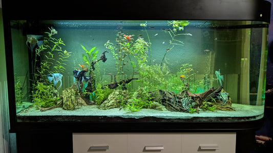 Leser-Aquarium November 2025