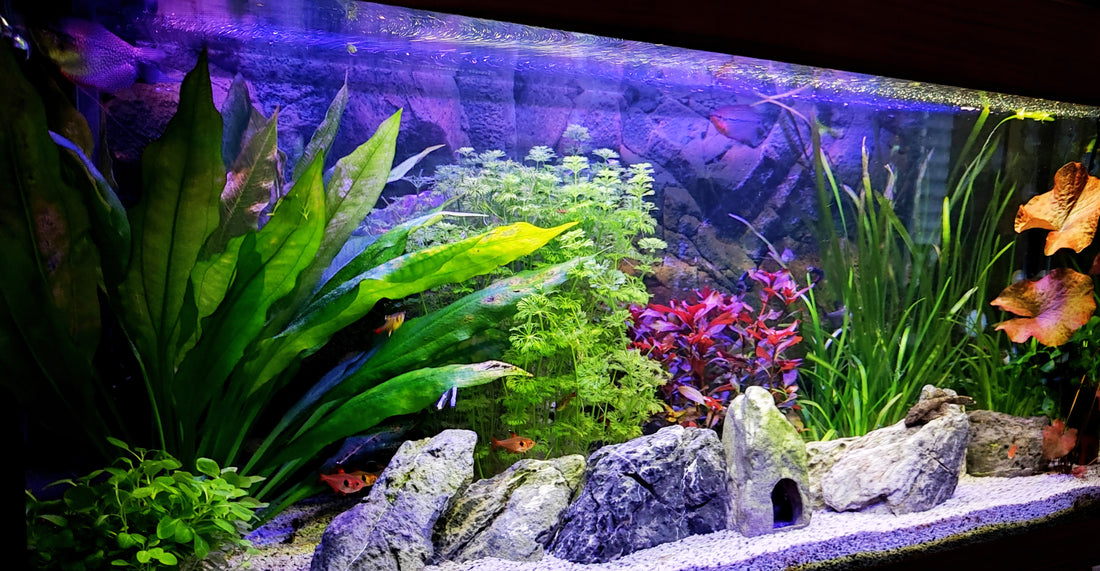 Leser-Aquarium Mai 2022